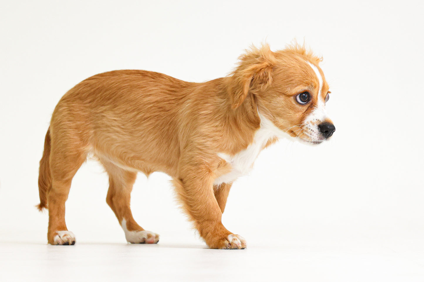 【愛犬ギフト】愛犬の写真撮影