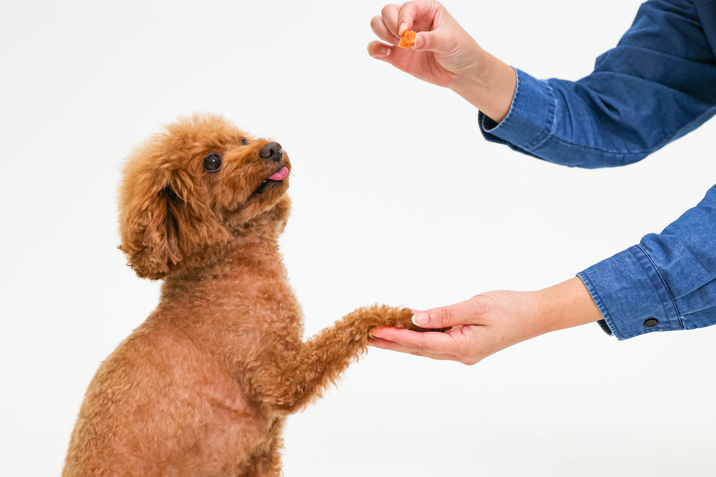 犬専門写真館お犬さま（撮影の詳細/ご予約について）