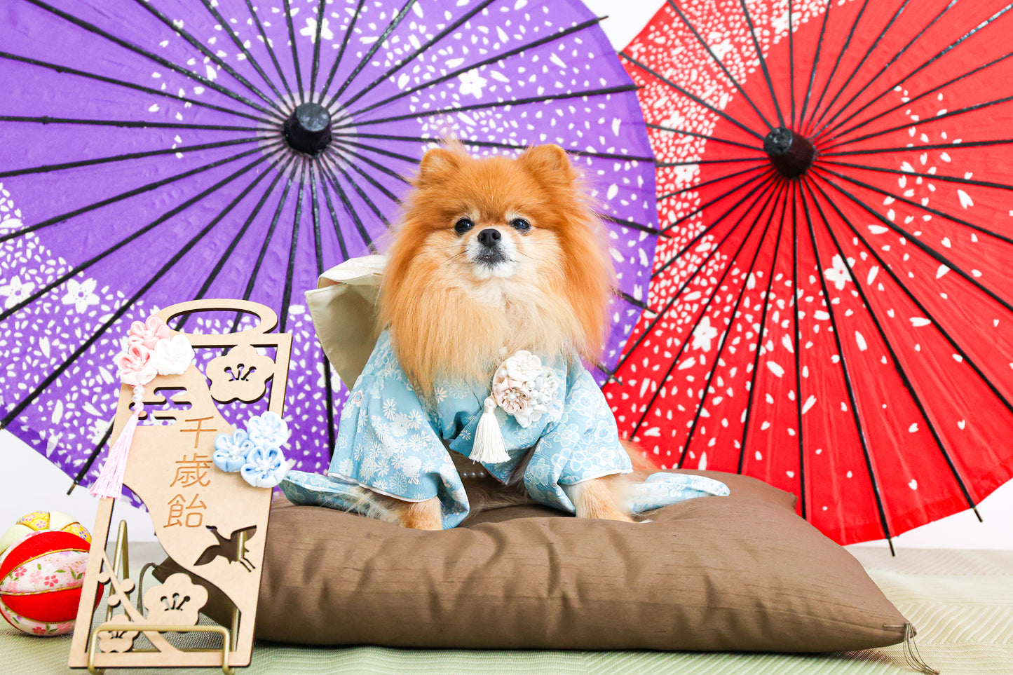 犬専門写真館お犬さま（撮影の詳細/ご予約について）