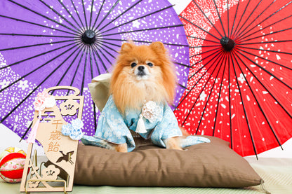 犬専門写真館お犬さま（撮影の詳細/ご予約について）