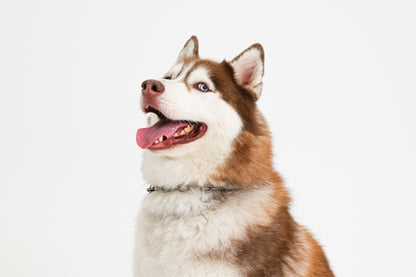 【愛犬ギフト】愛犬の写真撮影