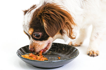 【冷凍/ウェットフード】馬スネ/4個セット（小袋／50g）