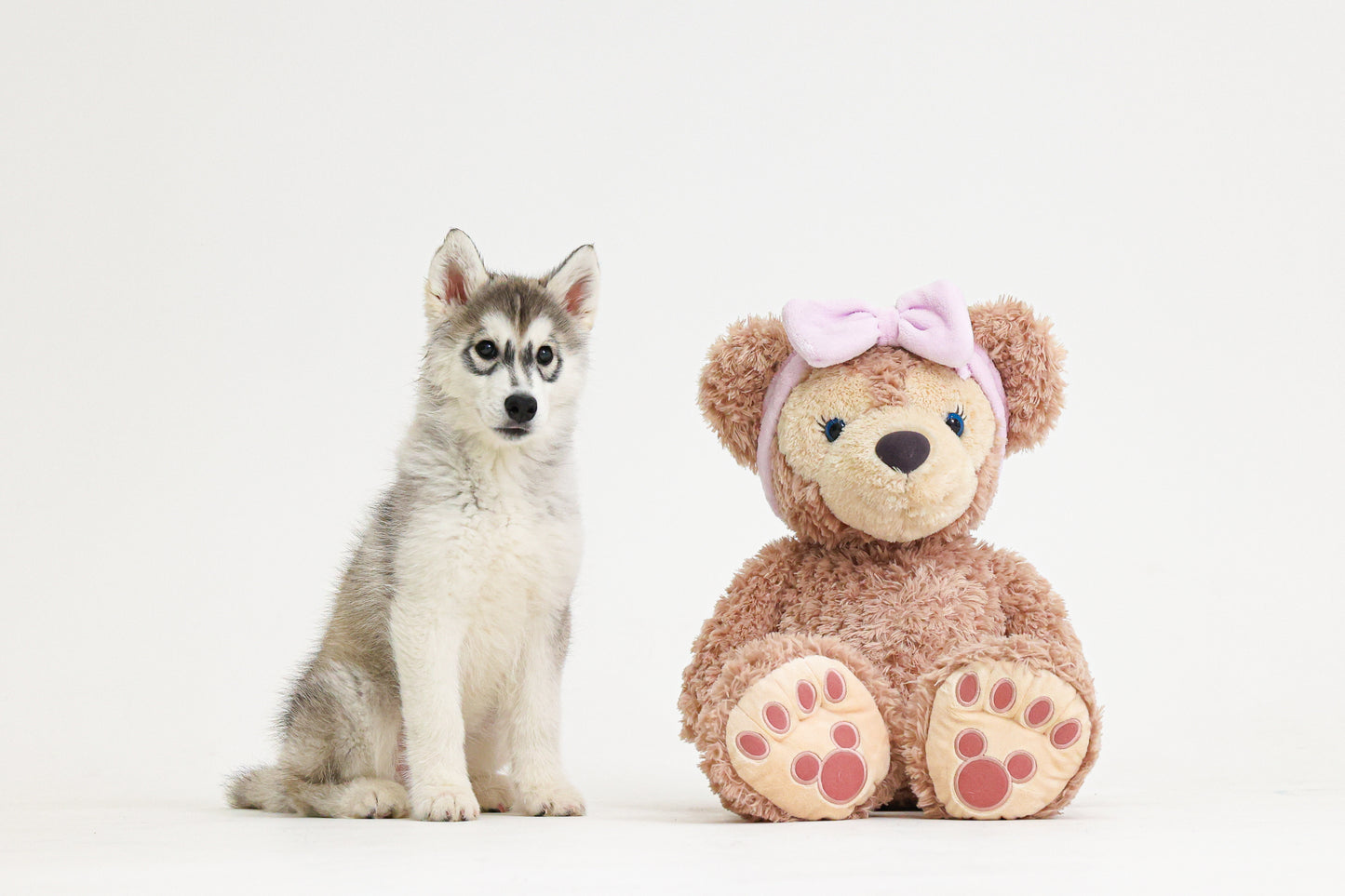 犬専門写真館お犬さま（撮影の詳細/ご予約について）