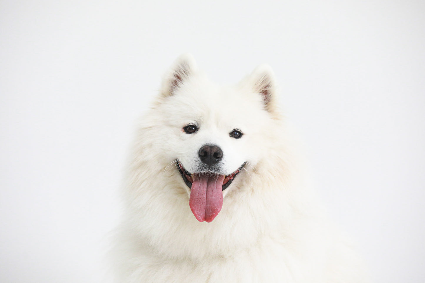 【愛犬ギフト】愛犬の写真撮影