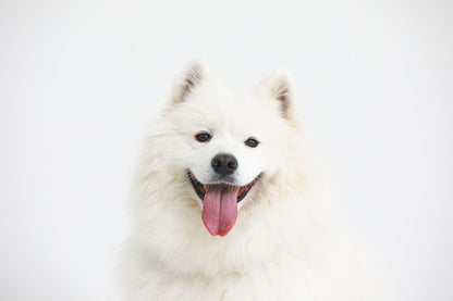 【愛犬ギフト】愛犬の写真撮影