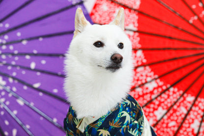 犬専門写真館お犬さま（撮影の詳細/ご予約について）