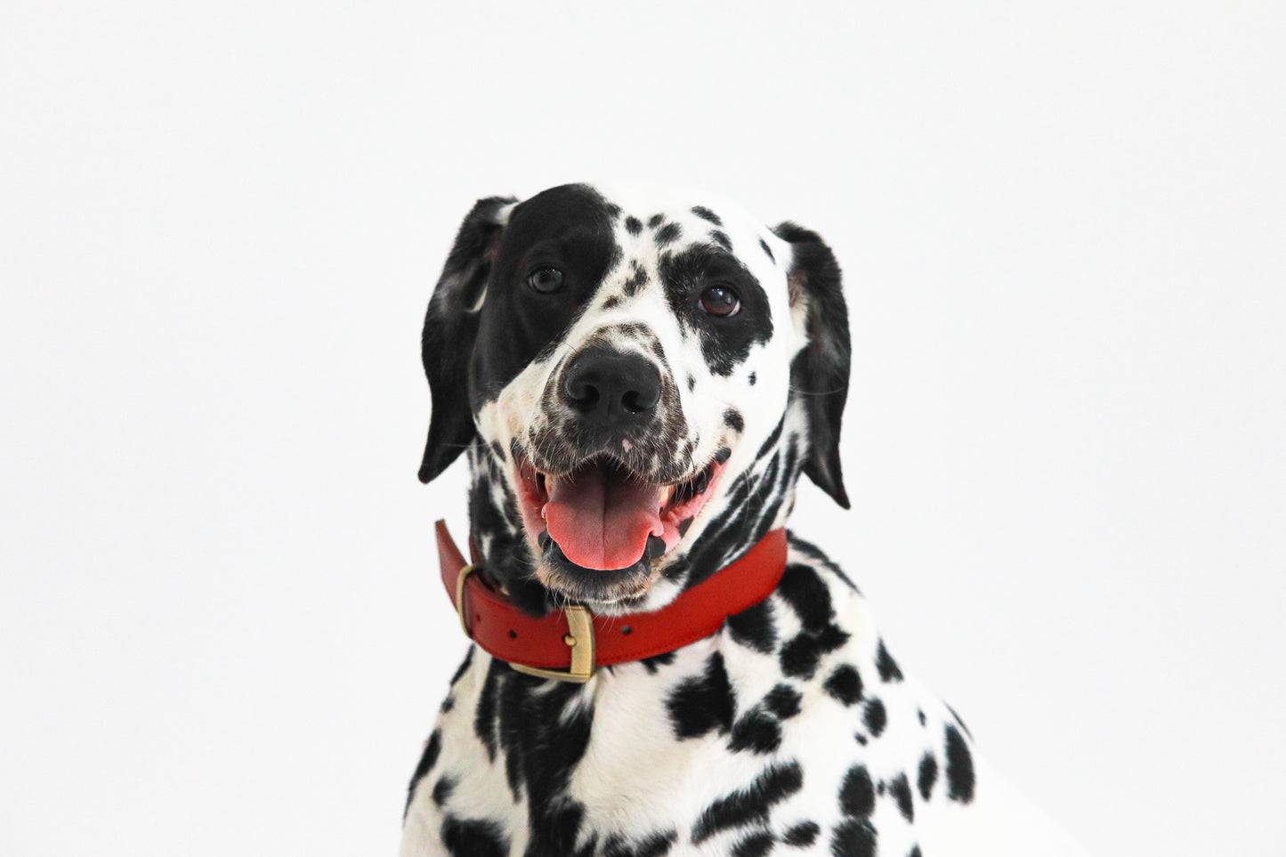 【愛犬ギフト】愛犬の写真撮影