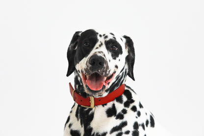 【愛犬ギフト】愛犬の写真撮影