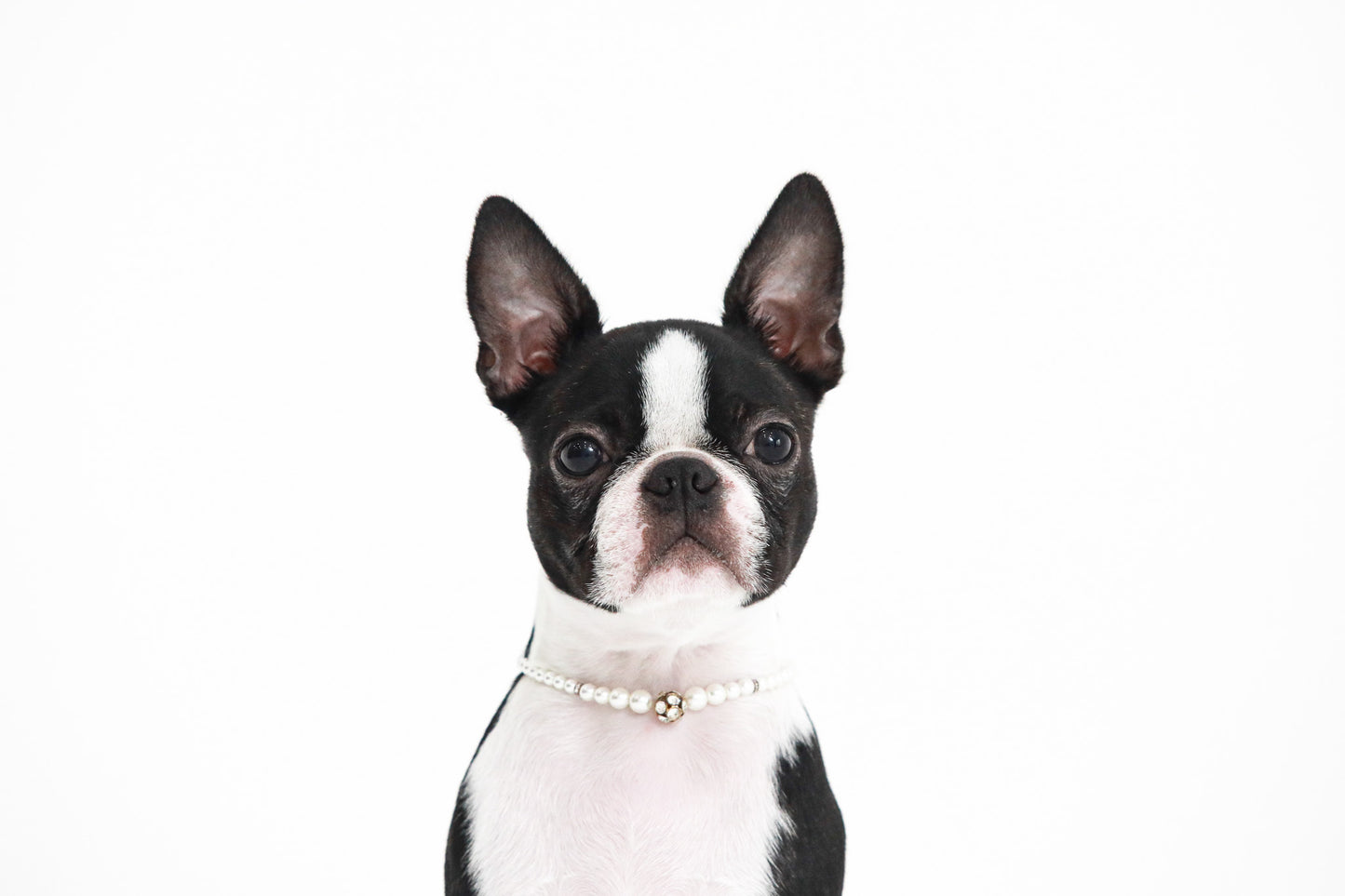 【愛犬ギフト】愛犬の写真撮影