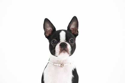 【愛犬ギフト】愛犬の写真撮影